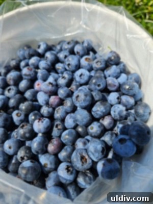 An infographic or visual representation highlighting the numerous health benefits associated with blueberries