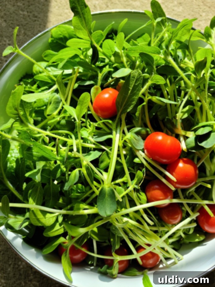 Vibrant red tomatoes and fresh green microgreens growing vigorously indoors