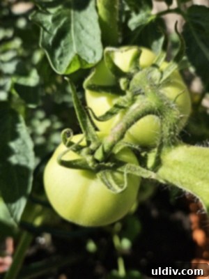 Tall indeterminate tomato plants growing outdoors with stakes for support