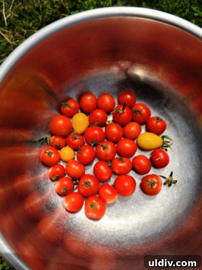 Determinate vs Indeterminate The Tomato Grower's Choice 5 Hand holding a handful of small, ripe red Tiny Tim tomatoes