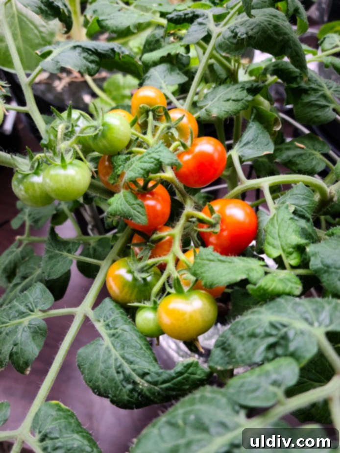 Determinate vs Indeterminate The Tomato Grower's Choice 6 Close-up of freshly harvested, ripe red tomatoes on a vine