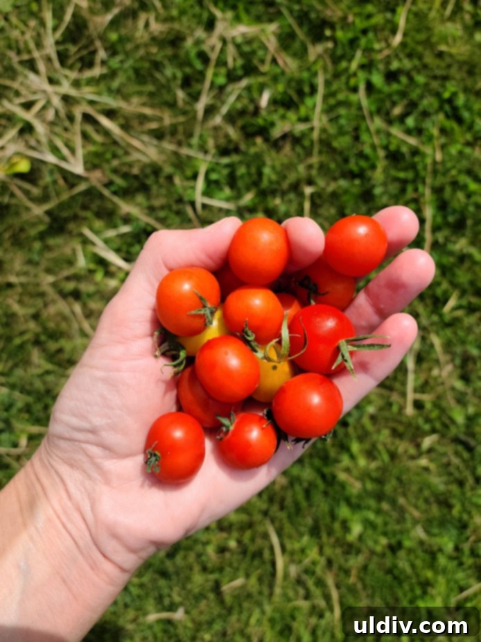 Determinate vs Indeterminate The Tomato Grower's Choice 7 Several plump, ripe tomatoes nestled among green leaves on a plant