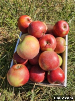 Freshly picked apples in a rustic basket