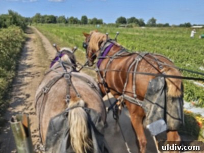 Panoramic view of the orchard from the horse cart