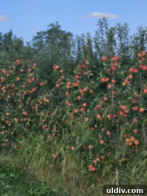 Variety of apples on tree branches