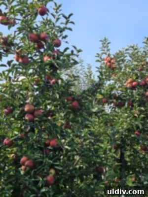 Child reaching for apples in the orchard
