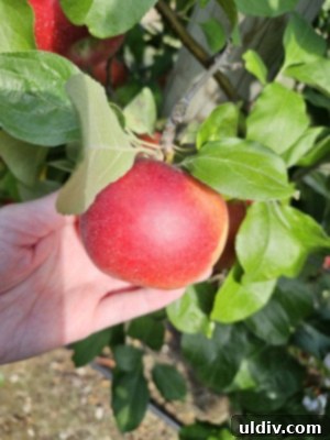 Family enjoying apple picking