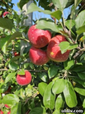 Basket full of freshly picked apples