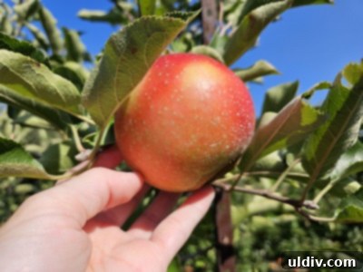 Diverse harvest in a cart, including apples and peppers