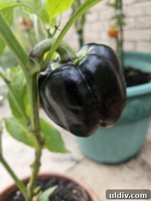 Easy Pickled Hot Peppers 12 A cluster of sweet purple peppers growing in the garden