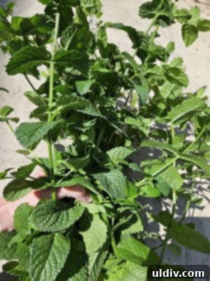 Easy Pickled Hot Peppers 14 Abundant green mint leaves growing in a garden bed
