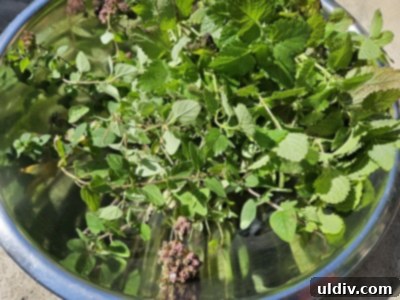 Easy Pickled Hot Peppers 15 Freshly picked bunches of thyme and oregano herbs