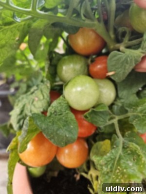 Easy Pickled Hot Peppers 16 Close-up of small green tomatoes still on the vine