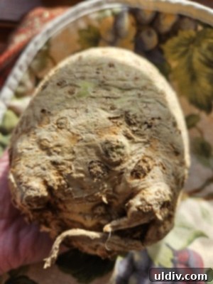 Essential Insights on Celery Root and Celeriac 3 Close-up of a raw celeriac bulb, highlighting its rough, earthy exterior.