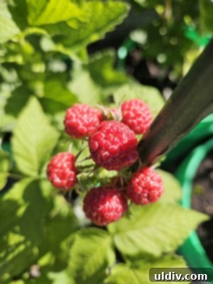 2025: A World of Chocolate Delights 5 A close-up of lush raspberry bushes with ripening berries