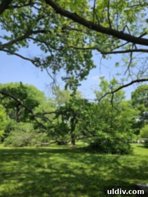 Unforgettable Family Summer Adventures 12 A tranquil path at Fort Harrison State Park