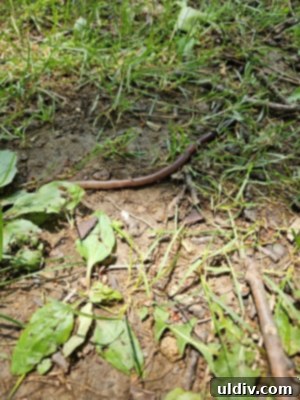 Unforgettable Family Summer Adventures 14 Earthworms on the path