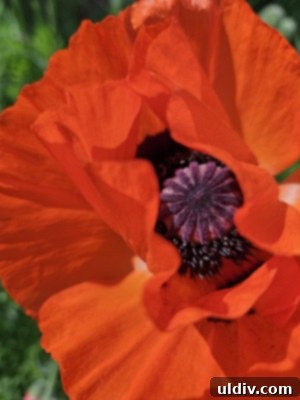 Unforgettable Family Summer Adventures 7 Lush vegetation in Holliday Park