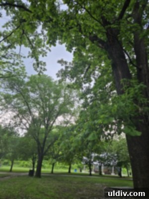 Unforgettable Family Summer Adventures 8 Bird watching opportunities in the park
