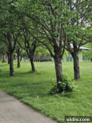 Unforgettable Family Summer Adventures 9 Serene view within Holliday Park