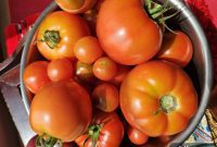 Freeze Tomatoes Stop Food Waste