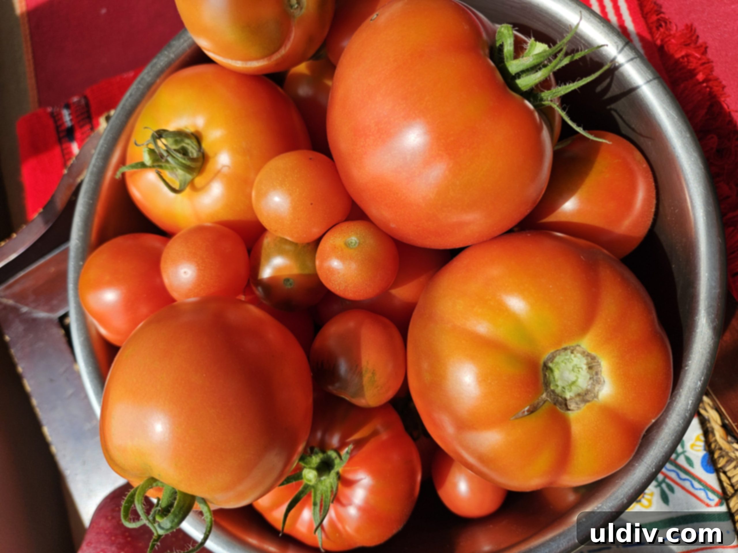Freeze Tomatoes Stop Food Waste 2 A vibrant red tomato harvest, showcasing fresh, ripe tomatoes on the vine, ready for preservation and culinary use.