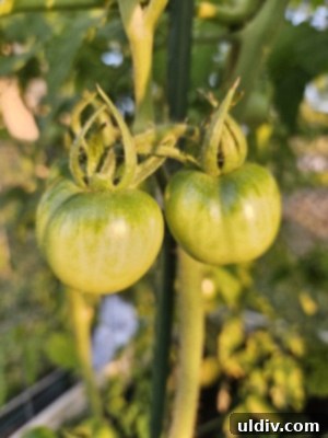 Freeze Tomatoes Stop Food Waste 3 Freshly picked tomatoes from the garden, highlighting their readiness for various culinary uses or preservation methods.