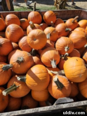 Entrance to Sonny Acres Farm with festive fall decorations