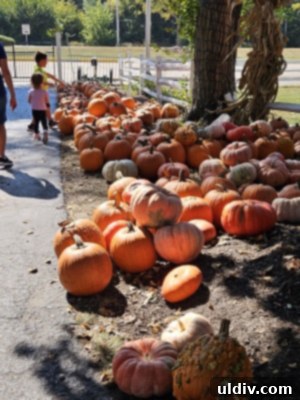 Children enjoying a thrilling amusement ride at Sonny Acres Farm's Fall Fest