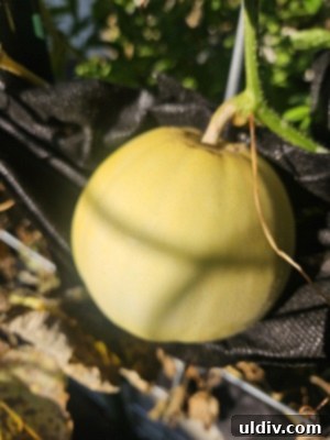 Sakata Sweet Melon: Garden's Golden Delight 3 Close-up of a freshly picked Sakata melon, showcasing its smooth, pale yellow rind