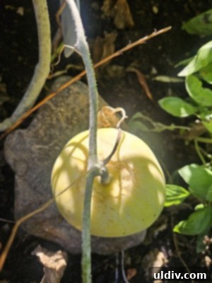 Sakata Sweet Melon: Garden's Golden Delight 4 Sakata melons growing on the vine in a home garden, showing their natural habitat