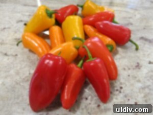 The Naan Sandwich: Decadence, Flavor, and Modern Craze 6 Colorful Mini Peppers for Naan Sandwich Topping