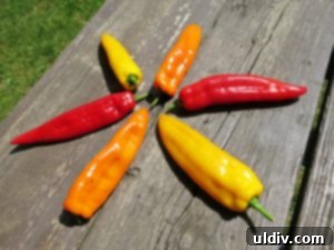 Lighten Up Your 4th of July Grill: Chicken, Tomato, and Arugula Salad for Burgers and Dogs 4 Fresh Aurora Sweets peppers, perfect for grilling
