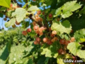 Sour Cherries: Summer's Ruby Legacy of Flavor 13 Clusters of ripe, translucent white currants hanging from a bush, signifying another fruit available at the orchard.