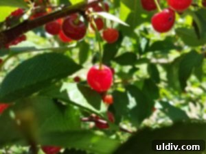Sour Cherries: Summer's Ruby Legacy of Flavor 5 Close-up of vibrant ruby-red sour cherries hanging in clusters on a branch, ready for picking.