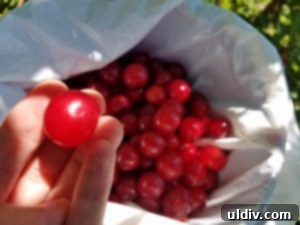 Sour Cherries: Summer's Ruby Legacy of Flavor 6 A person climbing a ladder and actively picking sour cherries from a tree, with lush green foliage in the background.