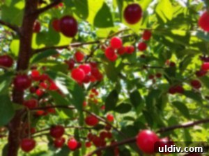 Sour Cherries: Summer's Ruby Legacy of Flavor 7 A scenic view looking down from a cherry tree, showing rows of fruit trees and the expanse of The Valley Orchard.