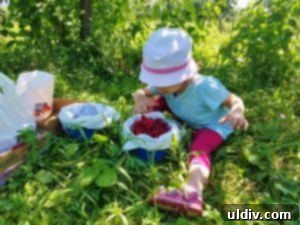 Sour Cherries: Summer's Ruby Legacy of Flavor 8 A child's hands carefully sorting through a bowl of freshly picked sour cherries, demonstrating involvement in the harvest.