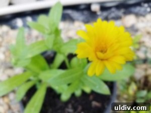 Calendula Summer Salad Your Instant Classic 6 Several calendula plants flourishing in their pots at Urhausen Greenhouses