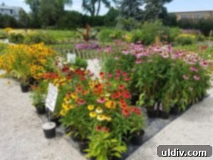 Calendula Summer Salad Your Instant Classic 7 A section of echinacea plants, known for their immune-boosting properties